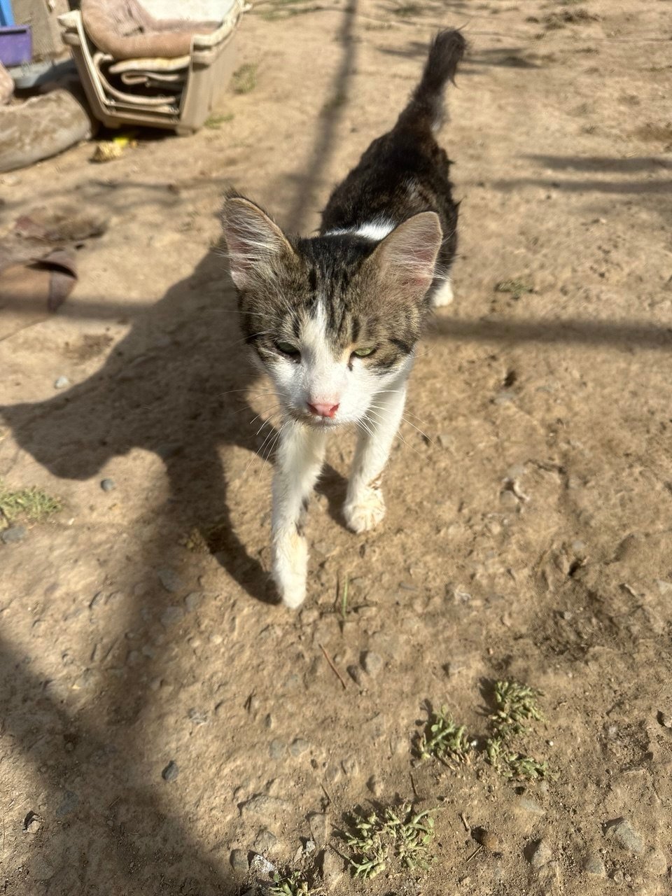 The brave kitten